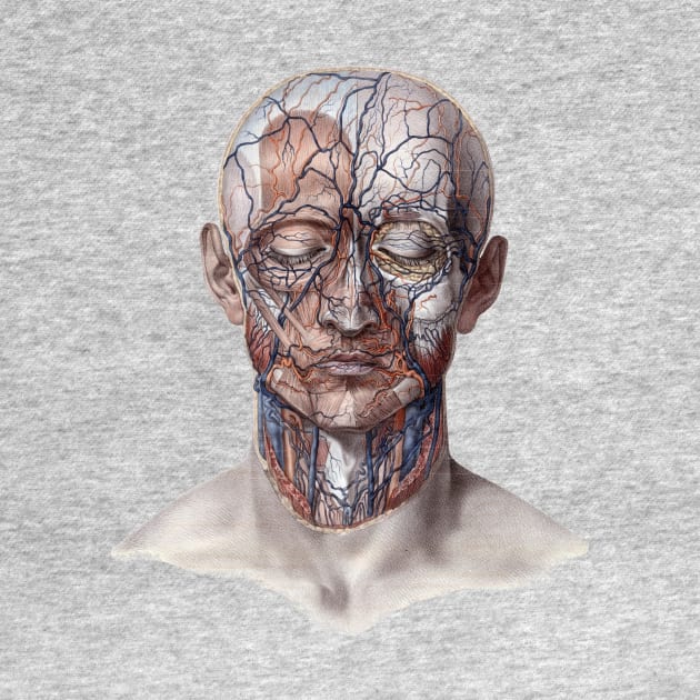 Human Anatomy Head with Blood Vessels by MasterpieceCafe